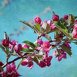 Springtime Crabapple Flowers by Mary Lee Dereske