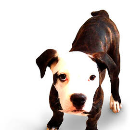 Staffordshire Bull Terrier Puppy by Michael Tompsett