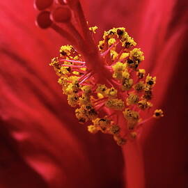 Stamen with pollen in a red hibiscus flower by Sami Sarkis Photography