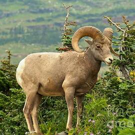 Standing On A Mountain Top by Adam Jewell