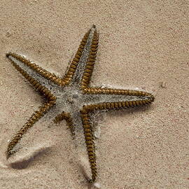 Starfish partially buried in white sand by Sami Sarkis Photography