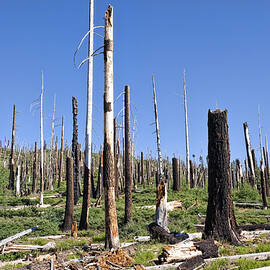 Sticks by Kelley King