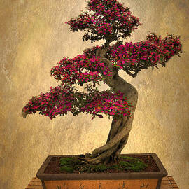 Still Life Bonsai by Jessica Jenney