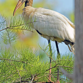Stork in a Tree by Natural Focal Point Photography