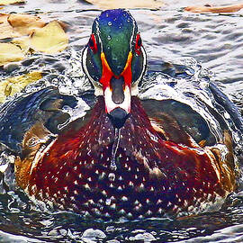 Straight Ahead Wood Duck by Jean Noren