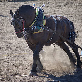 Strong by Mary Lee Dereske