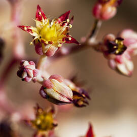 Succulent Flowers by Kelley King