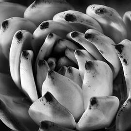 Succulent Petals Black and White by Kelley King
