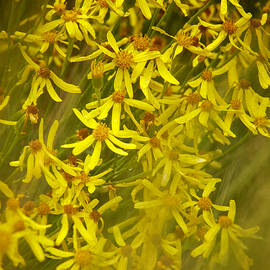 Summer Asters by Mary Lee Dereske