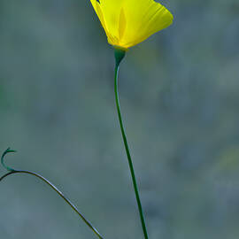 sun trumpet by Matt Halvorson