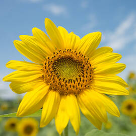 Sunflower 1 by Stacy Abbott