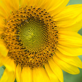 Sunflower 3 by Stacy Abbott