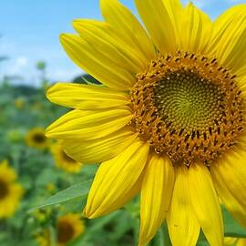 Sunflower 4 by Stacy Abbott
