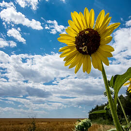 Sunflower and Bees on the Edge of the Prairie by Mary Lee Dereske
