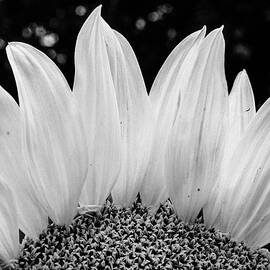 Sunflower black and white by Stacy Abbott