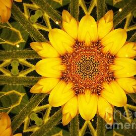 Sunflower Daze by Duluth To Door County Photography