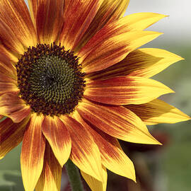 Sunflower by Ed Clark