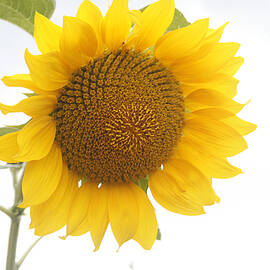 Sunflower Salutation  by Georgia Clare