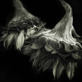 Sunflower Tango by Jessica Jenney