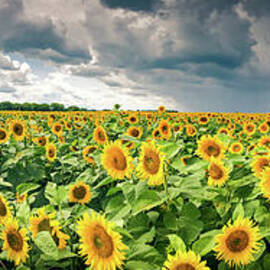 Sunflowers Before The Storm by Duluth To Door County Photography