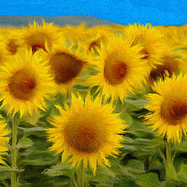Sunflowers in the Field by Jeffrey Kolker