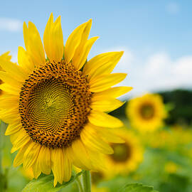 Sunflowers by Stacy Abbott