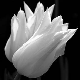 Sunlit White Tulips by Rona Black