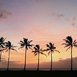 Sunset behind the palms by M C Hood