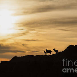 Sunset in Badlands by Natural Focal Point Photography