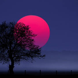Sunset magenta by Bess Hamiti