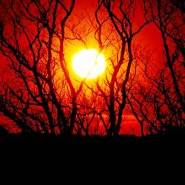 Sunsets by Donn Ingemie