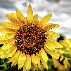 Sunshine by Louis Dallara