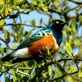 Superb Starling by David Morefield