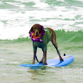 Surfing German Pointer by Waterdancer