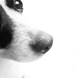 Surprised Dog Face by Jorgo Photography