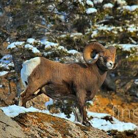 Surverying The Jasper Landscape by Adam Jewell