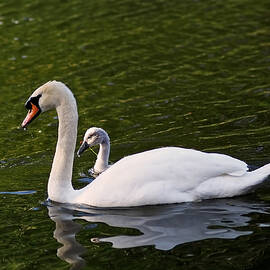 Swan Mother with Cygnet by Rona Black