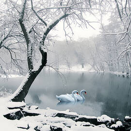 Synchronicity by Jessica Jenney