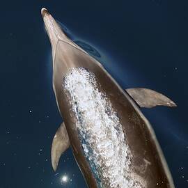 talking Back by David Shuler