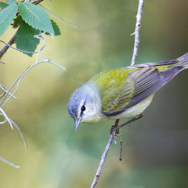 Tennessee Warbler