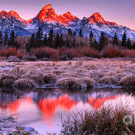 Teton Reflections In The Frosted Willows by Adam Jewell