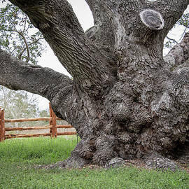 Texas State Champion Live Oak by Mary Lee Dereske