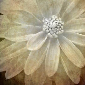 textured dahlia by Meirion Matthias