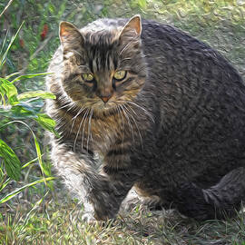 The Approaching Cat by Mary Lee Dereske