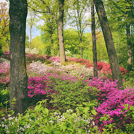 The Azalea Woodland by Jessica Jenney