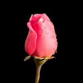 The Beauty of a Rose by Ed Clark