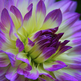 695 Dahlia by Kevin Schwalbe