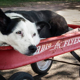 The Dog and the Radio Flyer by Mary Lee Dereske