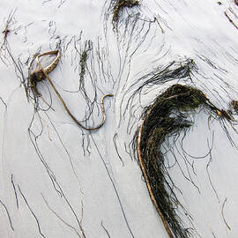 The Face of Seaweed by Mary Lee Dereske