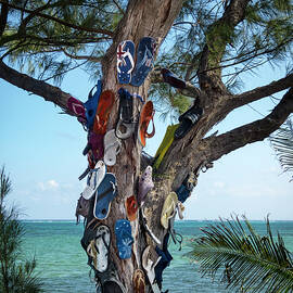 The Flip Flop Tree by Mary Lee Dereske